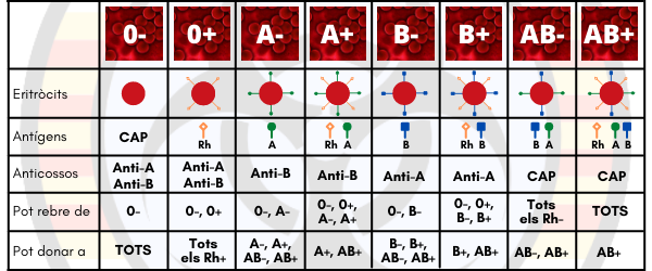 Taula completa amb els grups sanguinis ABO i Rh, diagrama dels eritròcits, presència d'antígens i d'anticossos de cada grup, així com compatibilitats entre grups. <ins><em>Font:</em></ins> creació pròpia.