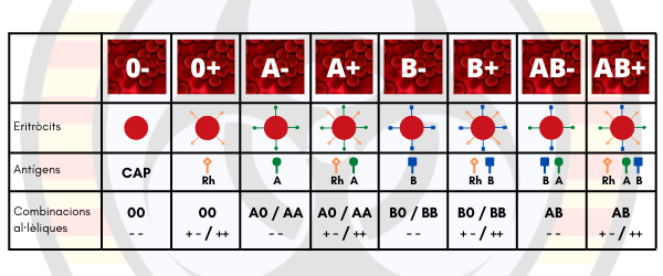 Taula completa amb els grups sanguinis, diagrama dels eritròrcits amb els antígens de superfície i les combinacions al·lèliques possibles per a cada grup sanguini, tant en el sistema AB0 com en el sistema Rh. En el cas dels al·lels AB0, aquests estan específicats amb 0, A i B, en comptes de <em>i</em>, I<sup>A</sup> i I<sup>B</sup>. <ins><em>Font:</em></ins> creació pròpia.